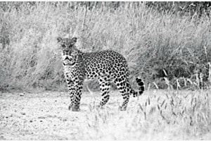 Leopard