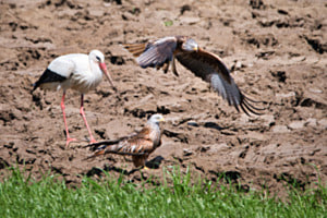Regenwurm Snacktime Regenwurm Snacktime