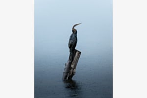 Stille