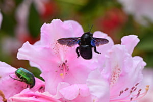 Paradiesisch 