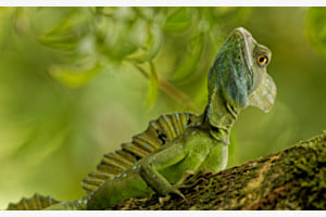 Stirnlappenbasilisk