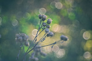 Sommer