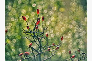 Herbst