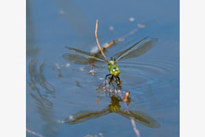 Wassertreten ?