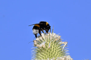 Hummel auf blühender Karde