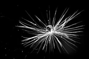 Pusteblume Pusteblume