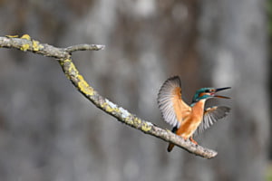Frühgymnastik eines Eisvogels Frühgymnastik eines Eisvogels