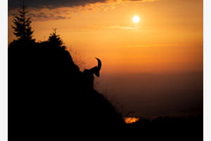Steinbock bei Sonnenuntergang