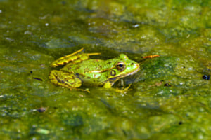 Frosch