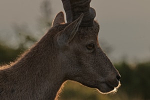 Abendbegegnung
