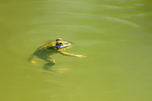 Frosch