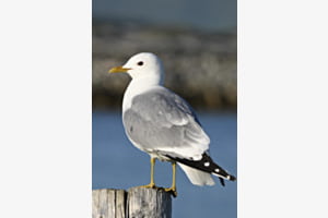 Sturmmöwe