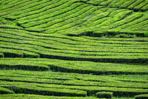 Teeplantage auf den Azoren
