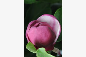 Magnolie
