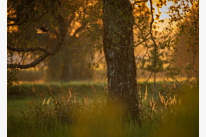 Abendlicht