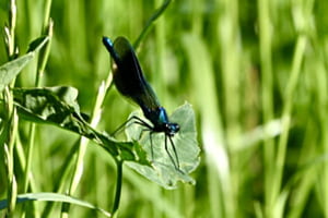 gebänderte Prachtlibelle