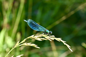 Blaufügel-Prachtlibelle
