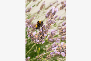 Bumblebee