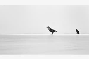 Bird Bird