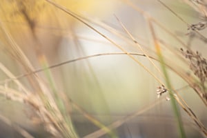Stille