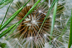 Pusteblume