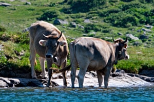 Tierische Abkühlung