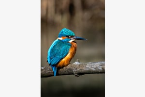 Eisvogel in der Früh Eisvogel in der Früh
