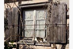 LE CHAT