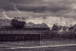 Freie Natur vs Treibhaus