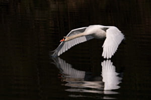 Flieger