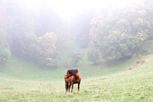 Nebelgrenze...