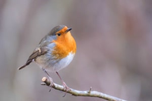 im Wald im Wald