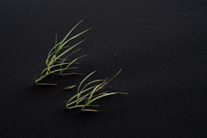 Herbes Herbes