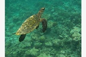 Schildkröte