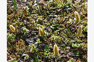 Hauptsache große Blüten Hauptsache große Blüten