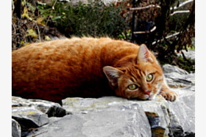 orange cat