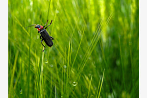 Dancing Bug Dancing Bug