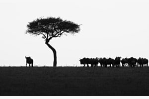 The last tree