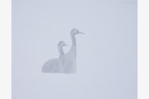 im Nebel gestrandet im Nebel gestrandet