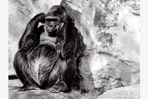 Gorilla hält sich Ohren zu