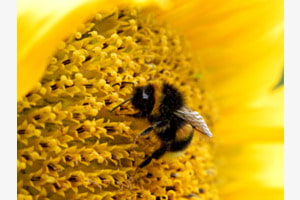 Bumblebee Bumblebee
