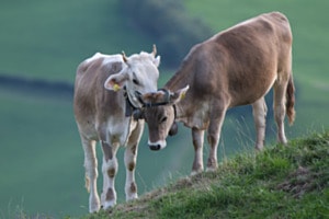Wiesengetuschel