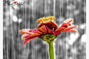 Eclat de pluie