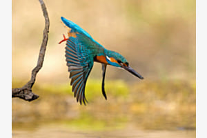 Eisvogel