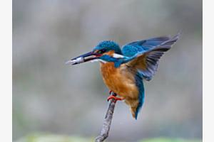 Eisvogel