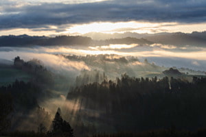 Nebelschleier im Wald