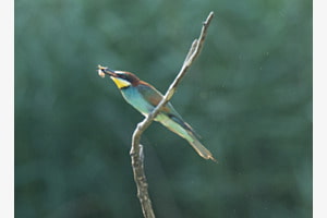 Erfolgreiche Jagd 