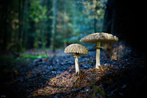 Piltze im Licht