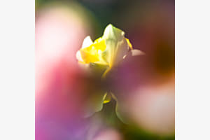 Sinnliche Natur