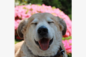 Happy Dog Lucky Dog